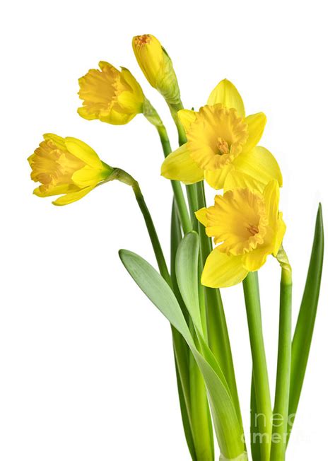 Free Daffodil Transparent Background, Download Free Daffodil Transparent Background png images ...