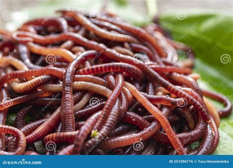 Breeding Red Worms Dendrobena. Fertile Soil. Natural Soil Improvement Stock Photo - Image of ...