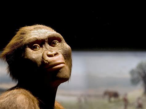 The Importance of Lucy (Revisited)!!! – World of Paleoanthropology