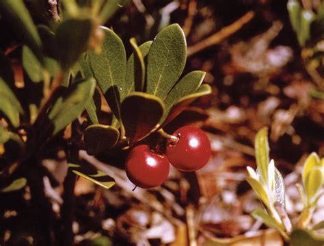 Bearberry | Edible Fruit, Ground Cover, Evergreen | Britannica