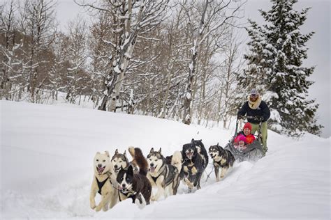 How Far Can Sled Dogs Travel In A Day