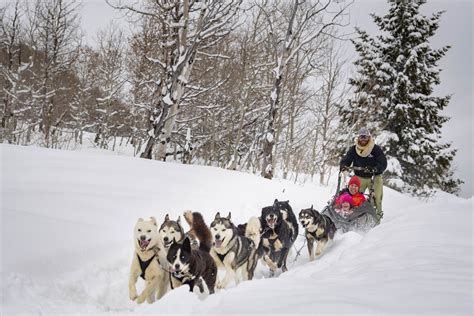 How Many Huskies To Pull A Sled