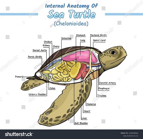 Internal Anatomy Sea Turtle Illustration Vector Stock Vector (Royalty Free) 2188390661 ...