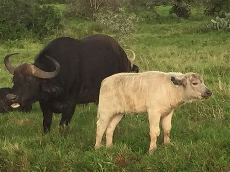 Sibuya's leucistic Cape buffalo - Africa Geographic