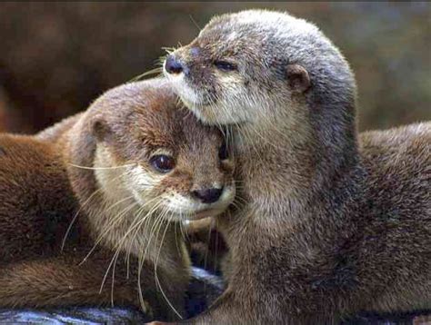 Two river otters cuddling affectionately. So sweet. | Otters cute, Otters, Otter love