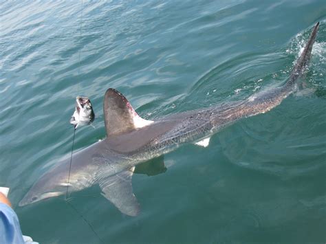 Porbeagle shark | Requin, Poisson