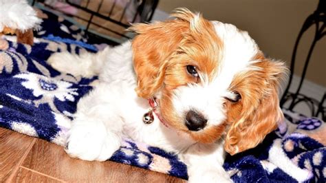 Atlantic vet college set to host pet first aid workshop | CBC News