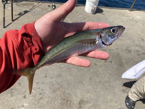 Jack Mackerel - Pier Fishing in California