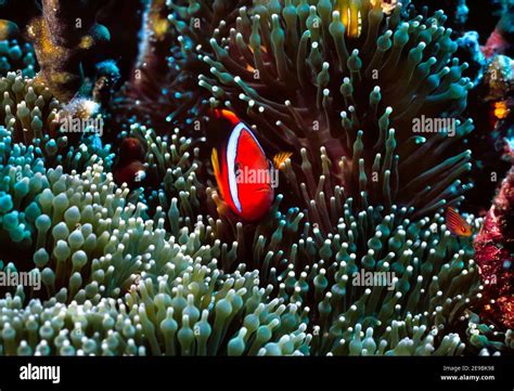 Clownfish, Great Barrier Reef, Australia Stock Photo - Alamy