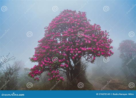 Beautiful View of Blooming Rhododendron Niveum Tree in Sikkim, an Evergreen Shrub or Small Tree ...