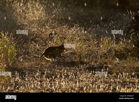 Chacma baboons hi-res stock photography and images - Alamy