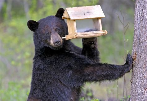 The Appalachian Ecosystem: Sharing the Mountains with Wildlife - New ...