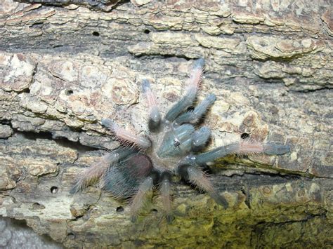 Brachypelma emilia | Arachnoboards