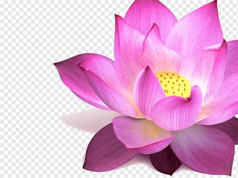 Nelumbo nucifera Flower Padma Pink Egyptian lotus, Lotus, purple, white, computer Wallpaper png ...