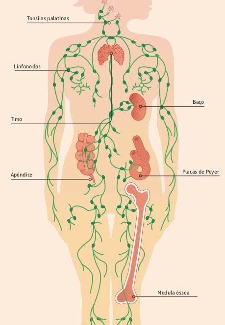 Sistema Linfático: Como Funciona, Órgãos e Componentes