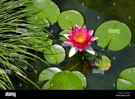 Vibrant pink lotus flower blooms in a Japanese pond surrounded by ...