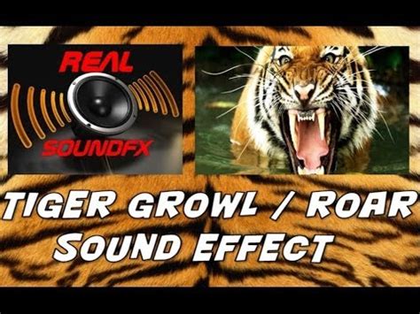 Tiger growl or roar sound effect - realsoundFX - YouTube