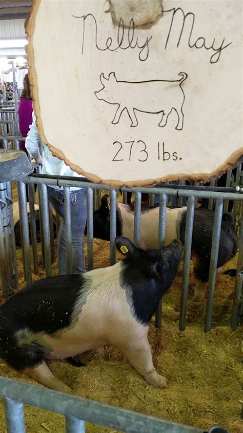 Quick look at livestock exhibit (pigs) at Clay County Fair