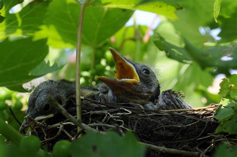 Free Images : nature, branch, flower, wildlife, green, beak, fauna, vertebrate, nest, blackbird ...