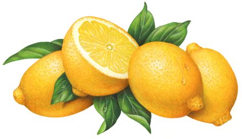 Citrus Fruit Stock Art - Douglas Schneider Illustration | Lemon art, Lemon pictures, Fruit ...