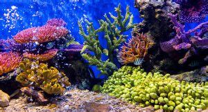 Lava Rock Aquarium | Setup and Guide | Total Fish Tank