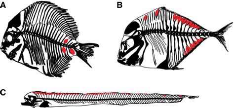 Oarfish Skeleton