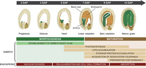 Central role of the LEAFY COTYLEDON1 transcription factor in seed development - Jo - 2019 ...