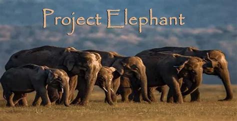 Thirty Years of Project Elephant