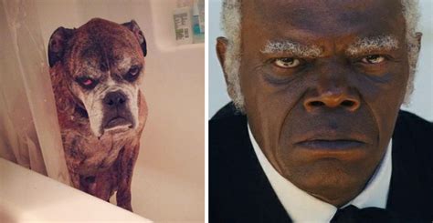 This dog looks like Samuel L. Jackson : r/funny