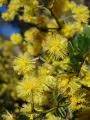 Photo of wattle flowers | Free Australian Stock Images