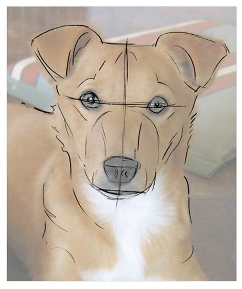 Learn How to Draw Your Dog's Portrait: Outline the Full Head | Dog ...