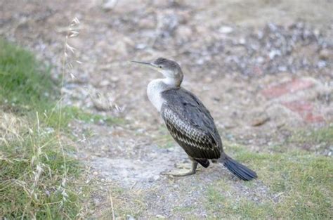 10 Most Endangered Animals in Europe - European Endangered Animals List