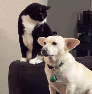 Animal GIFs (14 gifs)