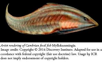 Cambrian Fossil Intensifies Evolutionary Conundrum | The Institute for Creation Research