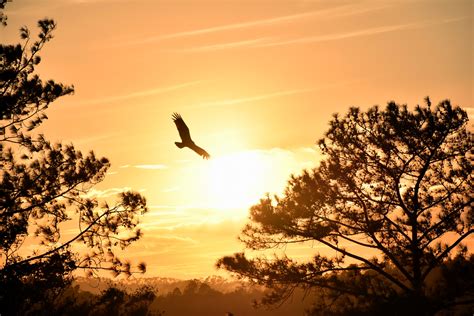 Eagle Flying Towards Sunset 5k Wallpaper,HD Photography Wallpapers,4k ...