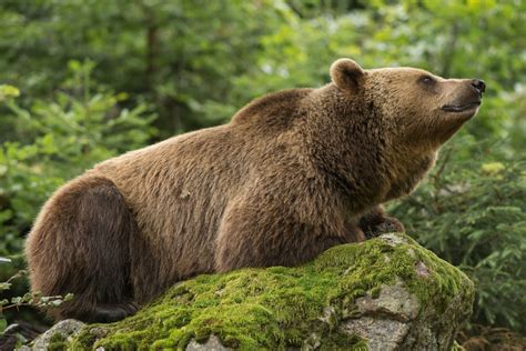 Brown Bear Sanctuary Guided Tour - Day trips & tours Romania