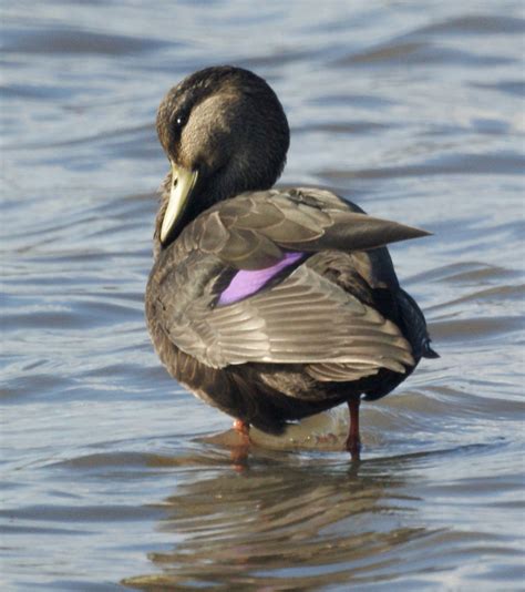 American Black Duck- New Jersey Bird Photos