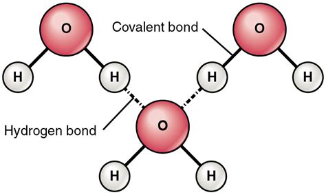 Difference Between Intermolecular and Intramolecular Hydrogen Bonding | Definition, Features and ...