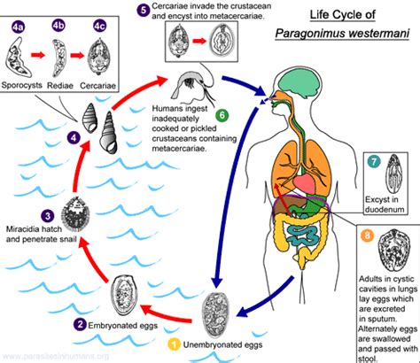 Paragonimus Westermani - Lung Fluke