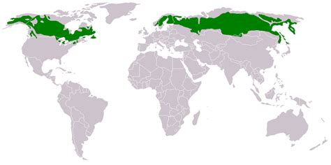 Global Location - The Taiga Biome