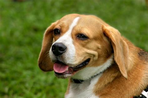 Beagle Mix Photos | ThriftyFun