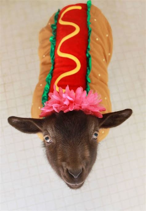 Goat in a hotdog costume! | Goats funny, Baby goats in sweaters, Pet costumes