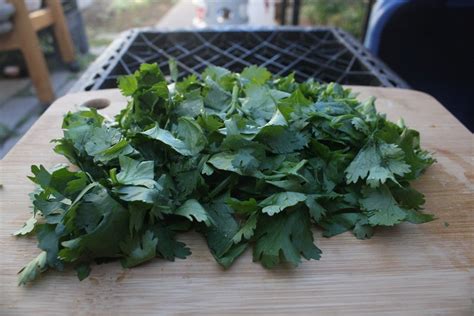 How to Grow Cilantro Seeds and Plants: Expert Tips