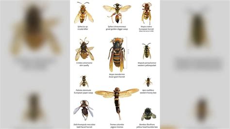 Invasive ‘murder hornets’ spotted in U.S. for first time | Fox 59