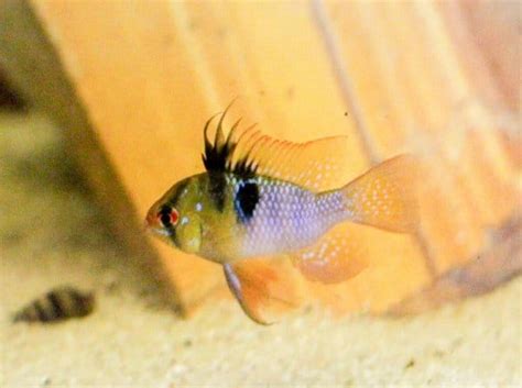 Ram Cichlid Types - Aquarium Labs