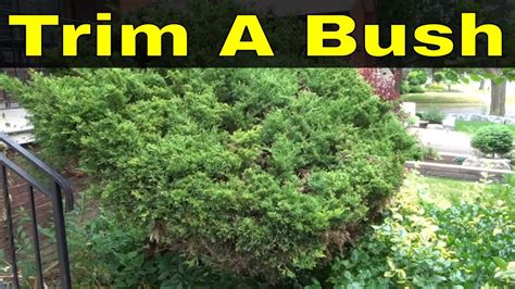 When Should You Trim Evergreen Bushes - Back Gardener