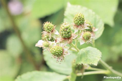 Growing Blackberry Bushes - Planting, Harvesting - Hoe To Care - Plantopedia