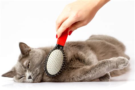 Cat Grooming Tips to Keep Your Feline Happy & Healthy - Robinwood ...