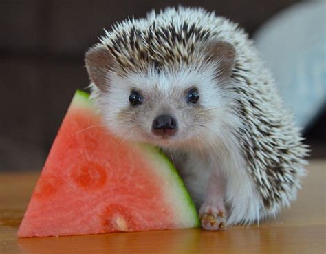 Tiny Hedgehog Eating Watermelon! : r/aww