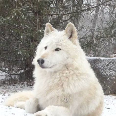 Wolf Conservation Center on Twitter: " ️ ️ ️ ️ ️ ️ … | Wolf ...